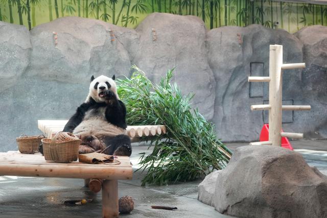 (260715) -- BEIJING, July 15, 2026 (Xinhua) -- Giant panda Meng Lan eats bamboo at an indoor exhibition hall of a new giant panda facility at the Beijing Zoo in Beijing, capital of China, July 15, 2026. A new giant panda facility at Beijing Zoo was put into use on Wednesday. Covering an area of 13,000 square meters, the facility features four indoor exhibition halls, five animal enclosures and five outdoor activity areas, providing a more comfortable habitat for the giant pandas. The zoo is currently home to 10 giant pandas, with half of them having moved into the new facility. (Xinhua/Ju Huanzong)