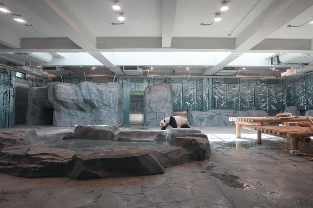 (260715) -- BEIJING, July 15, 2026 (Xinhua) -- Giant panda Ji Nian is pictured at an indoor exhibition hall of a new giant panda facility at the Beijing Zoo in Beijing, capital of China, July 15, 2026. A new giant panda facility at Beijing Zoo was put into use on Wednesday. Covering an area of 13,000 square meters, the facility features four indoor exhibition halls, five animal enclosures and five outdoor activity areas, providing a more comfortable habitat for the giant pandas. The zoo is currently home to 10 giant pandas, with half of them having moved into the new facility. (Xinhua/Ju Huanzong)