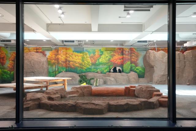 (260715) -- BEIJING, July 15, 2026 (Xinhua) -- Giant panda Bai Tian sleeps at an indoor exhibition hall of a new giant panda facility at the Beijing Zoo in Beijing, capital of China, July 15, 2026. A new giant panda facility at Beijing Zoo was put into use on Wednesday. Covering an area of 13,000 square meters, the facility features four indoor exhibition halls, five animal enclosures and five outdoor activity areas, providing a more comfortable habitat for the giant pandas. The zoo is currently home to 10 giant pandas, with half of them having moved into the new facility. (Xinhua/Ju Huanzong)