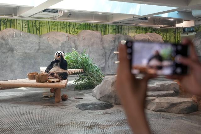 (260715) -- BEIJING, July 15, 2026 (Xinhua) -- Giant panda Meng Lan eats bamboo at an indoor exhibition hall of a new giant panda facility at the Beijing Zoo in Beijing, capital of China, July 15, 2026. A new giant panda facility at Beijing Zoo was put into use on Wednesday. Covering an area of 13,000 square meters, the facility features four indoor exhibition halls, five animal enclosures and five outdoor activity areas, providing a more comfortable habitat for the giant pandas. The zoo is currently home to 10 giant pandas, with half of them having moved into the new facility. (Xinhua/Ju Huanzong)