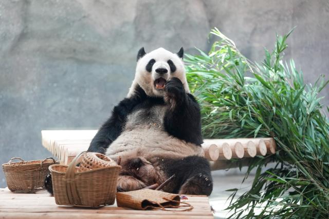 (260715) -- BEIJING, July 15, 2026 (Xinhua) -- Giant panda Meng Lan eats bamboo at an indoor exhibition hall of a new giant panda facility at the Beijing Zoo in Beijing, capital of China, July 15, 2026. A new giant panda facility at Beijing Zoo was put into use on Wednesday. Covering an area of 13,000 square meters, the facility features four indoor exhibition halls, five animal enclosures and five outdoor activity areas, providing a more comfortable habitat for the giant pandas. The zoo is currently home to 10 giant pandas, with half of them having moved into the new facility. (Xinhua/Ju Huanzong)
