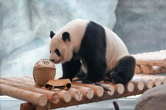 (260715) -- BEIJING, July 15, 2026 (Xinhua) -- Giant panda Meng Lan is pictured at an indoor exhibition hall of a new giant panda facility at the Beijing Zoo in Beijing, capital of China, July 15, 2026. A new giant panda facility at Beijing Zoo was put into use on Wednesday. Covering an area of 13,000 square meters, the facility features four indoor exhibition halls, five animal enclosures and five outdoor activity areas, providing a more comfortable habitat for the giant pandas. The zoo is currently home to 10 giant pandas, with half of them having moved into the new facility. (Xinhua/Ju Huanzong)