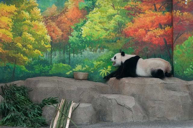 (260715) -- BEIJING, July 15, 2026 (Xinhua) -- Giant panda Bai Tian is pictured at an indoor exhibition hall of a new giant panda facility at the Beijing Zoo in Beijing, capital of China, July 15, 2026. A new giant panda facility at Beijing Zoo was put into use on Wednesday. Covering an area of 13,000 square meters, the facility features four indoor exhibition halls, five animal enclosures and five outdoor activity areas, providing a more comfortable habitat for the giant pandas. The zoo is currently home to 10 giant pandas, with half of them having moved into the new facility. (Xinhua/Ju Huanzong)
