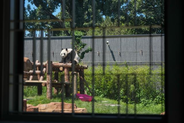 (260715) -- BEIJING, July 15, 2026 (Xinhua) -- Giant panda Bai Tian is pictured at an outdoor activity area of a new giant panda facility at the Beijing Zoo in Beijing, capital of China, July 15, 2026. A new giant panda facility at Beijing Zoo was put into use on Wednesday. Covering an area of 13,000 square meters, the facility features four indoor exhibition halls, five animal enclosures and five outdoor activity areas, providing a more comfortable habitat for the giant pandas. The zoo is currently home to 10 giant pandas, with half of them having moved into the new facility. (Xinhua/Ju Huanzong)