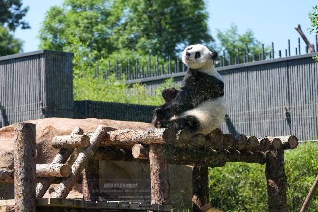 (260715) -- BEIJING, July 15, 2026 (Xinhua) -- Giant panda Bai Tian is pictured at an outdoor activity area of a new giant panda facility at the Beijing Zoo in Beijing, capital of China, July 15, 2026. A new giant panda facility at Beijing Zoo was put into use on Wednesday. Covering an area of 13,000 square meters, the facility features four indoor exhibition halls, five animal enclosures and five outdoor activity areas, providing a more comfortable habitat for the giant pandas. The zoo is currently home to 10 giant pandas, with half of them having moved into the new facility. (Xinhua/Ju Huanzong)