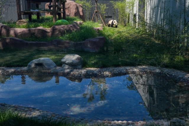 (260715) -- BEIJING, July 15, 2026 (Xinhua) -- Giant panda Fu Jiang is pictured at an outdoor activity area of a new giant panda facility at the Beijing Zoo in Beijing, capital of China, July 15, 2026. A new giant panda facility at Beijing Zoo was put into use on Wednesday. Covering an area of 13,000 square meters, the facility features four indoor exhibition halls, five animal enclosures and five outdoor activity areas, providing a more comfortable habitat for the giant pandas. The zoo is currently home to 10 giant pandas, with half of them having moved into the new facility. (Xinhua/Ju Huanzong)