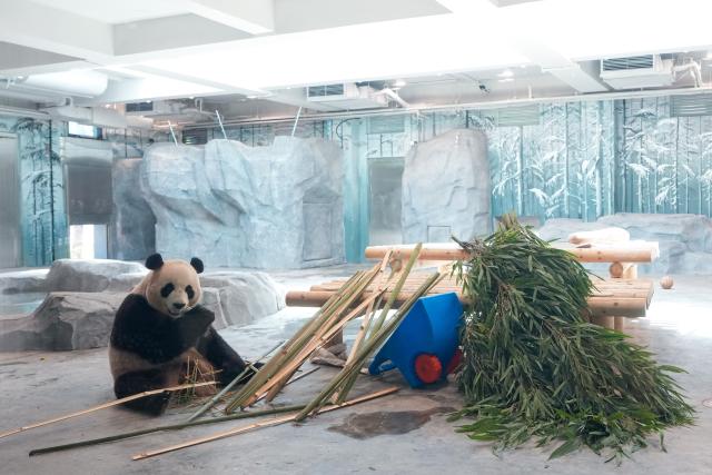 (260715) -- BEIJING, July 15, 2026 (Xinhua) -- Giant panda Ji Nian eats bamboo at an indoor exhibition hall of a new giant panda facility at the Beijing Zoo in Beijing, capital of China, July 15, 2026. A new giant panda facility at Beijing Zoo was put into use on Wednesday. Covering an area of 13,000 square meters, the facility features four indoor exhibition halls, five animal enclosures and five outdoor activity areas, providing a more comfortable habitat for the giant pandas. The zoo is currently home to 10 giant pandas, with half of them having moved into the new facility. (Xinhua/Ju Huanzong)