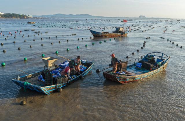 (260715) -- RONGCHENG, July 15, 2026 (Xinhua) -- A drone photo taken on July 15, 2026 shows aquaculture workers feeding abalones at a marine farm in Rongcheng City, east China's Shandong Province. Marine farms in Rongcheng gradually resumed operations after Typhoon Bavi passed through the area. (Photo by Li Xinjun/Xinhua)