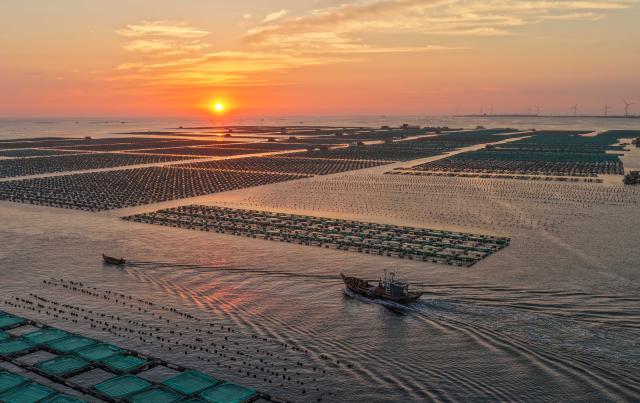 (260715) -- RONGCHENG, July 15, 2026 (Xinhua) -- A drone photo taken on July 15, 2026 shows fishing boats sailing at a marine farm in Rongcheng City, east China's Shandong Province. Marine farms in Rongcheng gradually resumed operations after Typhoon Bavi passed through the area. (Photo by Li Xinjun/Xinhua)