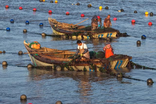 (260715) -- RONGCHENG, July 15, 2026 (Xinhua) -- A drone photo taken on July 15, 2026 shows aquaculture workers planting Gracilaria seaweed at a marine farm in Rongcheng City, east China's Shandong Province. Marine farms in Rongcheng gradually resumed operations after Typhoon Bavi passed through the area. (Photo by Li Xinjun/Xinhua)