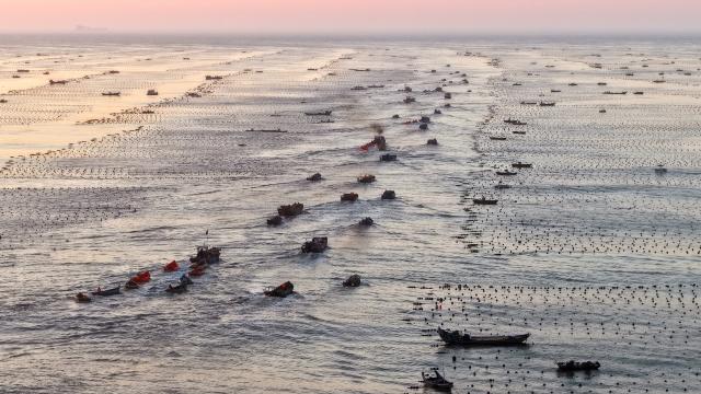 (260715) -- RONGCHENG, July 15, 2026 (Xinhua) -- A drone photo taken on July 15, 2026 shows fishing boats sailing at a marine farm in Rongcheng City, east China's Shandong Province. Marine farms in Rongcheng gradually resumed operations after Typhoon Bavi passed through the area. (Photo by Yang Zhili/Xinhua)