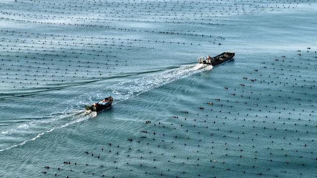 (260715) -- RONGCHENG, July 15, 2026 (Xinhua) -- A drone photo taken on July 15, 2026 shows fishing boats sailing at a marine farm in Rongcheng City, east China's Shandong Province. Marine farms in Rongcheng gradually resumed operations after Typhoon Bavi passed through the area. (Photo by Yang Zhili/Xinhua)