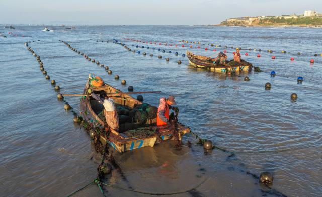 (260715) -- RONGCHENG, July 15, 2026 (Xinhua) -- A drone photo taken on July 15, 2026 shows aquaculture workers planting Gracilaria seaweed at a marine farm in Rongcheng City, east China's Shandong Province. Marine farms in Rongcheng gradually resumed operations after Typhoon Bavi passed through the area. (Photo by Li Xinjun/Xinhua)