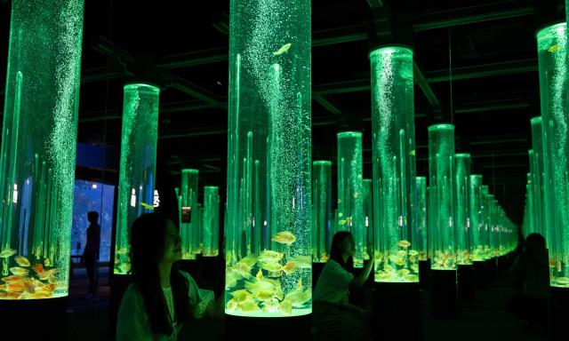 (260715) -- SEOUL, July 15, 2026 (Xinhua) -- People view fishes in illuminated tanks during an art exhibition at the Lotte World Aquarium in Seoul, South Korea, July 15, 2026. (Photo by Jun Hyosang/Xinhua)