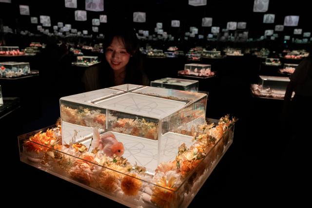 (260715) -- SEOUL, July 15, 2026 (Xinhua) -- A visitor views fishes in an illuminated tank during an art exhibition at the Lotte World Aquarium in Seoul, South Korea, July 15, 2026. (Photo by Jun Hyosang/Xinhua)
