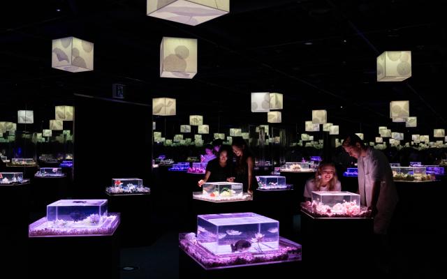 (260715) -- SEOUL, July 15, 2026 (Xinhua) -- People view fishes in illuminated tanks during an art exhibition at the Lotte World Aquarium in Seoul, South Korea, July 15, 2026. (Photo by Jun Hyosang/Xinhua)