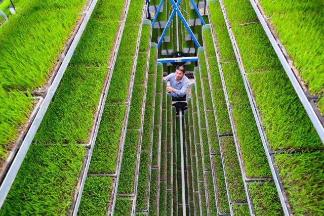 (260715) -- BEIJING, July 15, 2026 (Xinhua) -- A staff member tends rice seedlings at an intelligent seedling factory in Guangshan County of Xinyang City, central China's Henan Province, April 6, 2026. (Photo by Xie Wanbo/Xinhua)