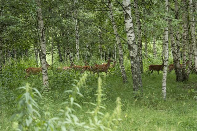 (260715) -- MOSCOW, July 15, 2026 (Xinhua) -- This photo taken on July 9, 2026 shows deer at a scenic spot in Kalyazin, Tver Oblast, Russia. Russia's "Golden Ring" is a cultural and tourism route surrounding the capital of Moscow, which brings the history and culture, architectural art, folk customs and natural scenery of Russia to its viewers. (Xinhua/Gao Wei)
