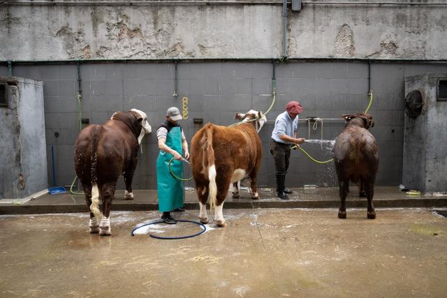 (260718) -- BUENOS AIRES, July 18, 2026 (Xinhua) -- This photo taken on July 17, 2026 shows the cattle during the Livestock, Agriculture and Industry Exhibition in Buenos Aires, Argentina. The exhibition is held here from July 16 to 26. (Photo by Martin Zabala/Xinhua)