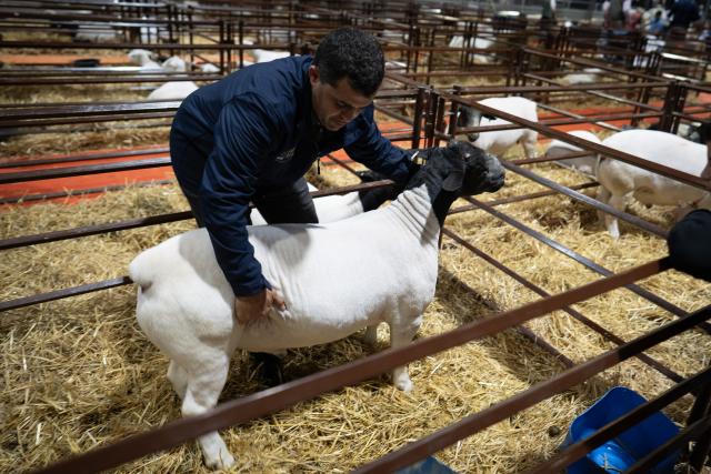 (260718) -- BUENOS AIRES, July 18, 2026 (Xinhua) -- This photo taken on July 17, 2026 shows a sheep during the Livestock, Agriculture and Industry Exhibition in Buenos Aires, Argentina. The exhibition is held here from July 16 to 26. (Photo by Martin Zabala/Xinhua)
