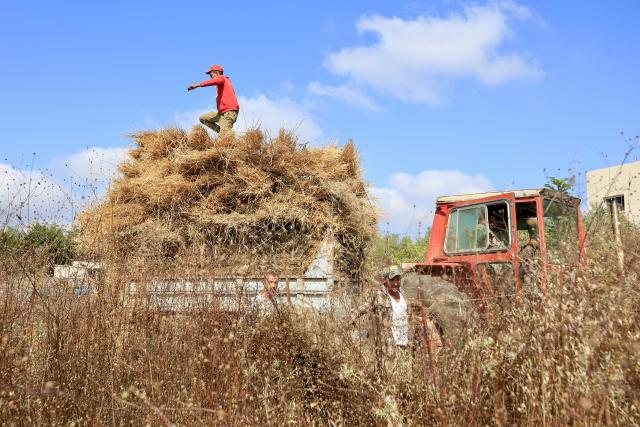 (260718) -- SRIFA, July 18, 2026 (Xinhua) -- A Lebanese farmer harvests wheat in Srifa, southern Lebanon, on July 17, 2026. (Photo by Ali Hashisho/Xinhua)