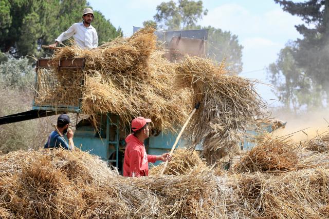 (260718) -- SRIFA, July 18, 2026 (Xinhua) -- Lebanese farmers harvest wheat in Srifa, southern Lebanon, on July 17, 2026. (Photo by Ali Hashisho/Xinhua)