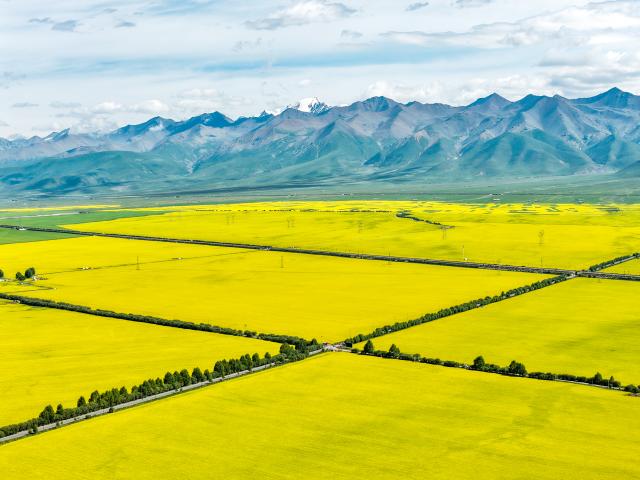 (260719) -- XINING, July 19, 2026 (Xinhua) -- An aerial drone photo taken on July 17, 2026 shows rapeseed flower fields in Menyuan Hui Autonomous County of Haibei Tibetan Autonomous Prefecture, northwest China's Qinghai Province. (Xinhua/Zhang Long)
