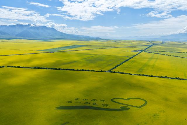 (260719) -- XINING, July 19, 2026 (Xinhua) -- An aerial drone photo taken on July 17, 2026 shows rapeseed flower fields in Menyuan Hui Autonomous County of Haibei Tibetan Autonomous Prefecture, northwest China's Qinghai Province. (Xinhua/Zhang Long)