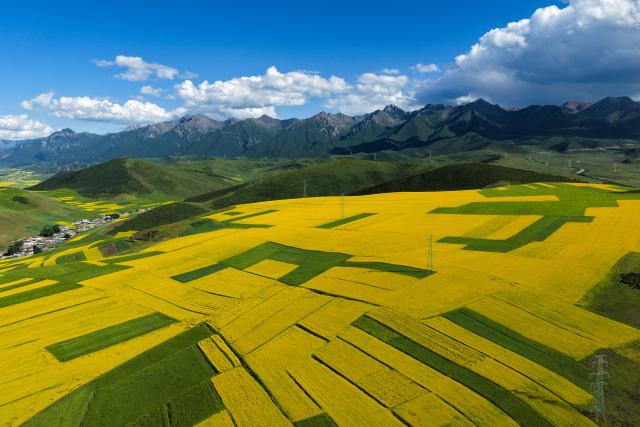 (260719) -- XINING, July 19, 2026 (Xinhua) -- An aerial drone photo taken on July 18, 2026 shows rapeseed flower fields in Menyuan Hui Autonomous County of Haibei Tibetan Autonomous Prefecture, northwest China's Qinghai Province. (Xinhua/Zhang Long)