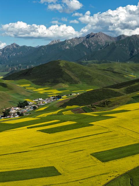 (260719) -- XINING, July 19, 2026 (Xinhua) -- An aerial drone photo taken on July 18, 2026 shows rapeseed flower fields in Menyuan Hui Autonomous County of Haibei Tibetan Autonomous Prefecture, northwest China's Qinghai Province. (Xinhua/Zhang Long)
