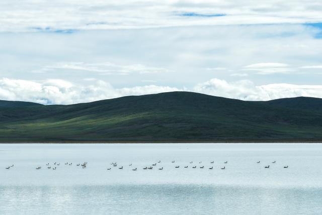 (260719) -- XINING, July 19, 2026 (Xinhua) -- An aerial drone photo taken on July 12, 2026 shows a flock of waterbirds swimming in the Ngoring Lake in Golog Tibetan Autonomous Prefecture of northwest China's Qinghai Province. (Xinhua/Zhang Long)