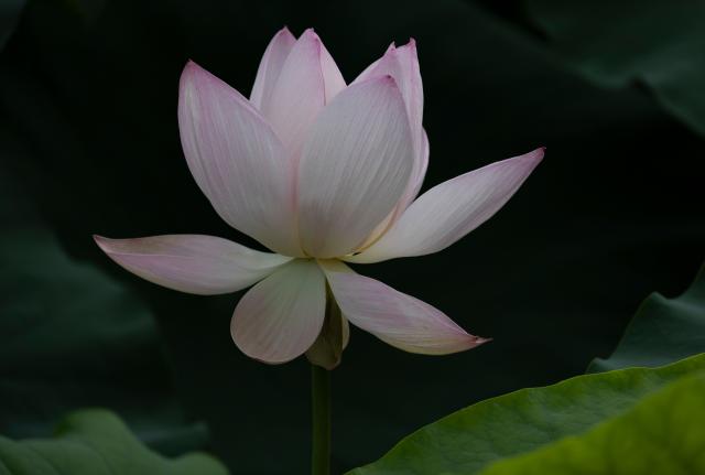 (260720) -- SIHEUNG  , July 20, 2026 (Xinhua) -- A blooming lotus flower is pictured in Siheung, Gyeonggi Province, South Korea, July 19, 2026. (Photo by Jun Hyosang/Xinhua)