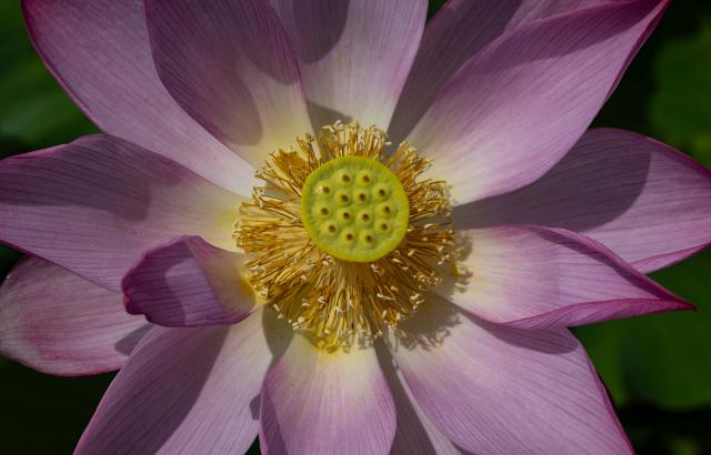 (260720) -- SIHEUNG  , July 20, 2026 (Xinhua) -- A blooming lotus flower is pictured in Siheung, Gyeonggi Province, South Korea, July 19, 2026. (Photo by Jun Hyosang/Xinhua)