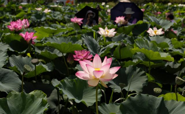 (260720) -- SIHEUNG  , July 20, 2026 (Xinhua) -- Blooming lotus flowers are pictured in Siheung, Gyeonggi Province, South Korea, July 19, 2026. (Photo by Jun Hyosang/Xinhua)