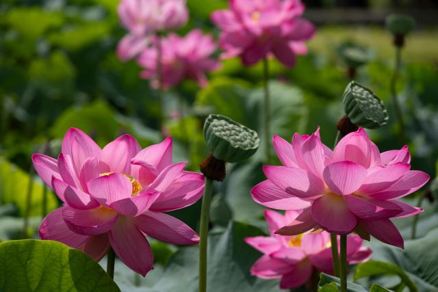 (260720) -- SIHEUNG  , July 20, 2026 (Xinhua) -- Blooming lotus flowers are pictured in Siheung, Gyeonggi Province, South Korea, July 19, 2026. (Photo by Jun Hyosang/Xinhua)