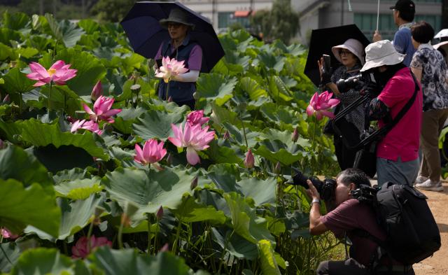 (260720) -- SIHEUNG  , July 20, 2026 (Xinhua) -- People take photos of blooming lotus flowers in Siheung, Gyeonggi Province, South Korea, July 19, 2026. (Photo by Jun Hyosang/Xinhua)