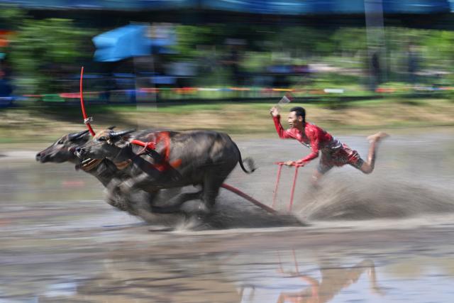 (260720) -- BEIJING, July 20, 2026 (Xinhua) -- A buffalo racer competes during a buffalo race to celebrate the start of paddy-sowing season in Chonburi, Thailand, July 19, 2026. (Xinhua/Rachen Sageamsak)