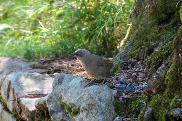 (260720) -- CHENGDU, July 20, 2026 (Xinhua) -- A bird is seen at the Wawu Mountain in Hongya County, southwest China's Sichuan Province, July 19, 2026. Known for its distinctive table-mountain landform, Wawu Mountain features a summit plateau covering about 11 square kilometers, making it a popular tourist destination. (Xinhua/Xu Bingjie)