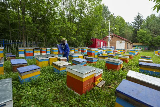 (260722) -- SHUANGYASHAN, July 22, 2026 (Xinhua) -- A beekeeper checks black bees at an apiary in Raohe County, northeast China's Heilongjiang Province, July 22, 2026.
  Raohe, a border county in northeast China's Heilongjiang Province, boasts favorable geographical and climatic conditions for raising black honeybees. A national-level nature reserve was set up here in 1997 to conserve the species.
  Leveraging its unique resource endowments, Raohe has developed the black honeybee industry into its local pillar industry, and is working to upgrade the traditional beekeeping sector to modern brand-focused agriculture.
  Up to now, the reserve has a total of 42,000 bee colonies, 431 apiaries, and 1,300 people involved in the beekeeping sector. The combined brand value of local bee products including honey, royal jelly and propolis has exceeded 1.488 billion yuan (219.7 million U.S. dollars). (Xinhua/Wang Song)