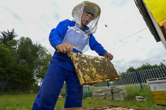 (260722) -- SHUANGYASHAN, July 22, 2026 (Xinhua) -- A beekeeper checks black bees at an apiary in Raohe County, northeast China's Heilongjiang Province, July 22, 2026.
  Raohe, a border county in northeast China's Heilongjiang Province, boasts favorable geographical and climatic conditions for raising black honeybees. A national-level nature reserve was set up here in 1997 to conserve the species.
  Leveraging its unique resource endowments, Raohe has developed the black honeybee industry into its local pillar industry, and is working to upgrade the traditional beekeeping sector to modern brand-focused agriculture.
  Up to now, the reserve has a total of 42,000 bee colonies, 431 apiaries, and 1,300 people involved in the beekeeping sector. The combined brand value of local bee products including honey, royal jelly and propolis has exceeded 1.488 billion yuan (219.7 million U.S. dollars). (Xinhua/Wang Song)