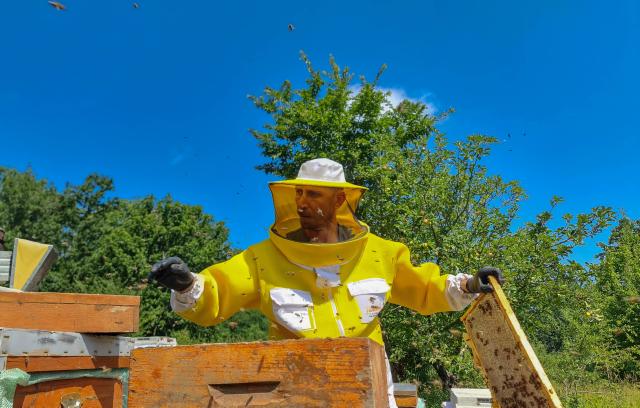 (260722) -- IGNEADA, July 22, 2026 (Xinhua) -- Beekeeper Ender Ceylan works in front of beehives in Igneada, Kirklareli Province, Türkiye, July 20, 2026. TO GO WITH "Feature: Türkiye's distinctive oak honey eyes sweet success in global niches" (Photo by Sefer Recepli/Xinhua)