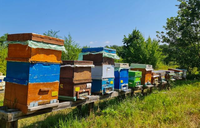 (260722) -- IGNEADA, July 22, 2026 (Xinhua) -- This photo taken on July 20, 2026 shows beehives in Igneada, Kirklareli Province, Türkiye. TO GO WITH "Feature: Türkiye's distinctive oak honey eyes sweet success in global niches" (Photo by Sefer Recepli/Xinhua)