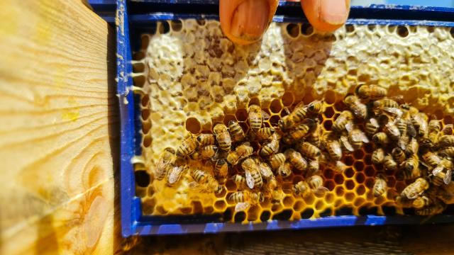 (260722) -- IGNEADA, July 22, 2026 (Xinhua) -- The inside of a beehive is seen in Igneada, Kirklareli Province, Türkiye, July 20, 2026. TO GO WITH "Feature: Türkiye's distinctive oak honey eyes sweet success in global niches" (Photo by Sefer Recepli/Xinhua)