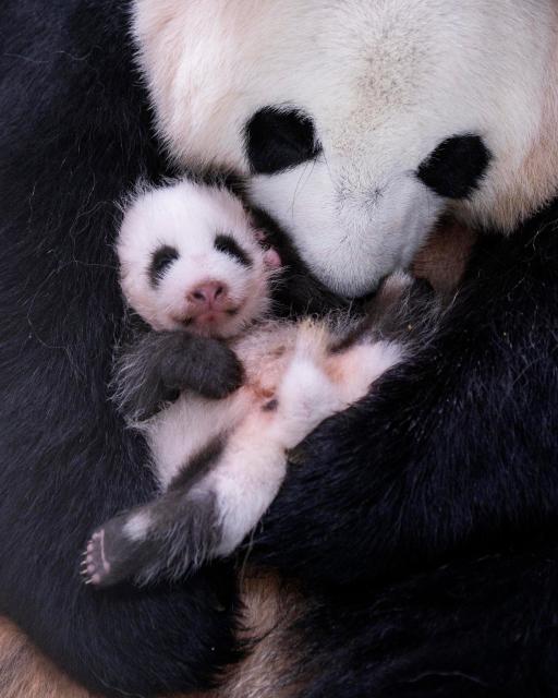 (260723) -- SEOUL, July 23, 2026 (Xinhua) -- This photo released by Everland on July 23, 2026 shows a newborn giant panda cub in South Korea. Ai Bao, a female giant panda on loan from China, gave birth to a female cub on June 3.
   Ai Bao and Le Bao arrived in South Korea in 2016 and have since lived at the Panda World in Everland, located in Gyeonggi Province. (Everland/Handout via Xinhua)