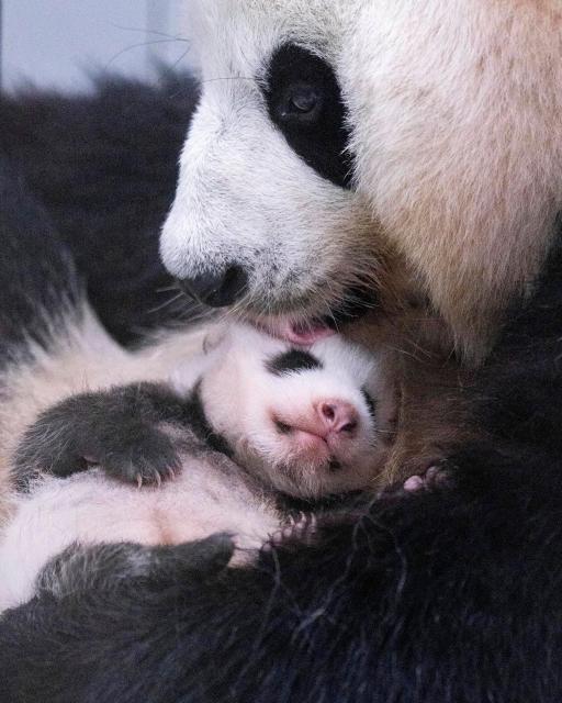 (260723) -- SEOUL, July 23, 2026 (Xinhua) -- This photo released by Everland on July 23, 2026 shows a newborn giant panda cub in South Korea. Ai Bao, a female giant panda on loan from China, gave birth to a female cub on June 3.
   Ai Bao and Le Bao arrived in South Korea in 2016 and have since lived at the Panda World in Everland, located in Gyeonggi Province. (Everland/Handout via Xinhua)
