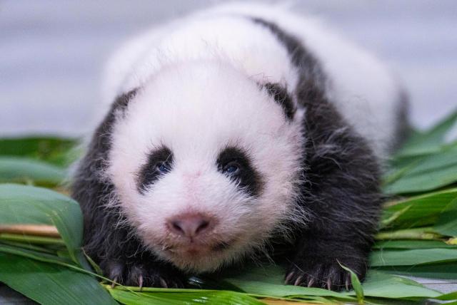 (260723) -- SEOUL, July 23, 2026 (Xinhua) -- This photo released by Everland on July 23, 2026 shows a newborn giant panda cub in South Korea. Ai Bao, a female giant panda on loan from China, gave birth to a female cub on June 3.
   Ai Bao and Le Bao arrived in South Korea in 2016 and have since lived at the Panda World in Everland, located in Gyeonggi Province. (Everland/Handout via Xinhua)