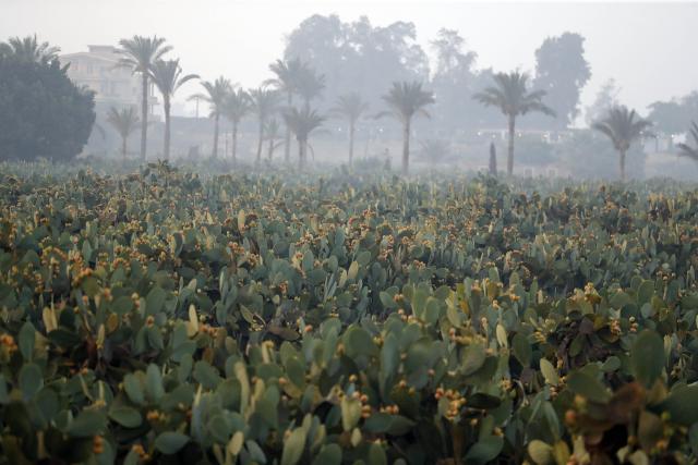 (260723) -- QALYUBIA, July 23, 2026 (Xinhua) -- This photo taken on July 23, 2026 shows a view of a prickly pear farm in Qalyubia Governorate, Egypt. (Xinhua/Ahmed Gomaa)
