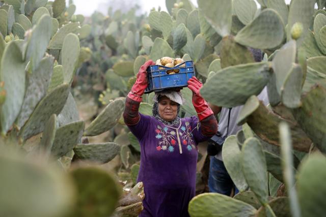 (260723) -- QALYUBIA, July 23, 2026 (Xinhua) -- A farmer harvests prickly pears at a farm in Qalyubia Governorate, Egypt, July 23, 2026. (Xinhua/Ahmed Gomaa)