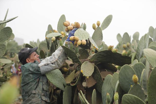 (260723) -- QALYUBIA, July 23, 2026 (Xinhua) -- A farmer harvests prickly pears at a farm in Qalyubia Governorate, Egypt, July 23, 2026. (Xinhua/Ahmed Gomaa)