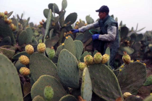 (260723) -- QALYUBIA, July 23, 2026 (Xinhua) -- A farmer harvests prickly pears at a farm in Qalyubia Governorate, Egypt, July 23, 2026. (Xinhua/Ahmed Gomaa)